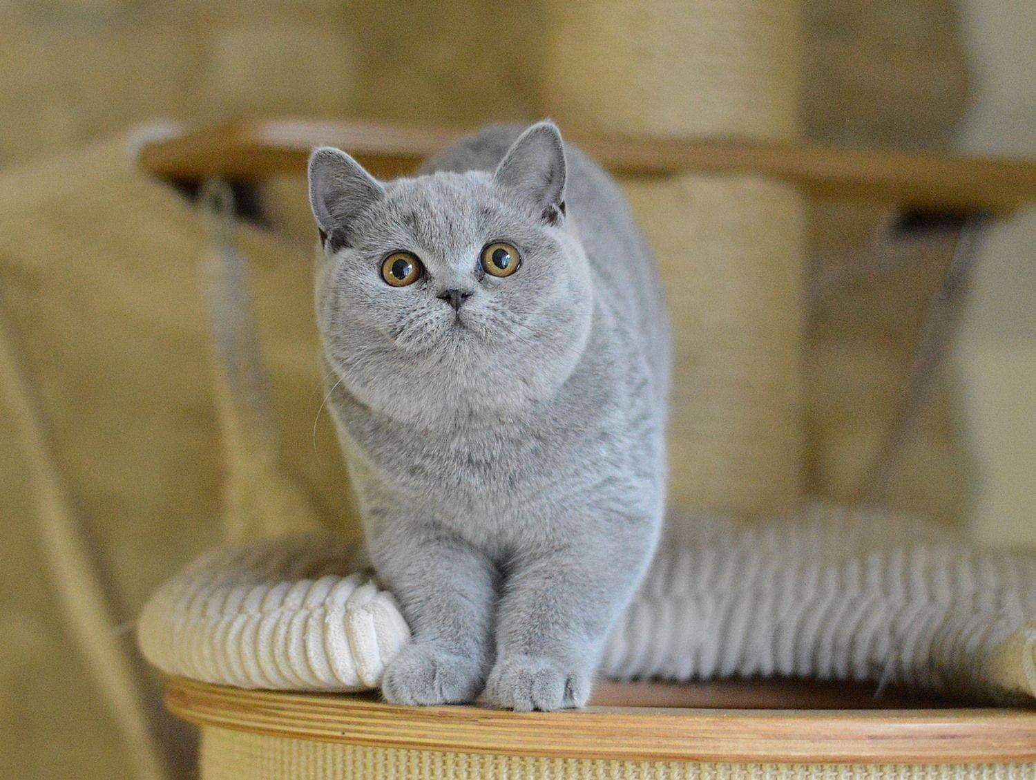 Породы кошек серая британская. Британская короткошёрстная кошка. Британская короткошёрстная кошка голубая. Британская шиншилла Коби. Шиншилла Британская голубая.