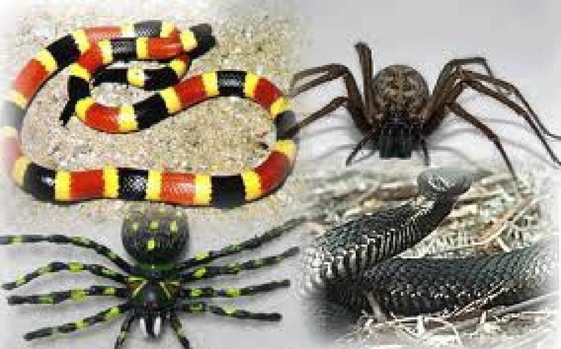 Пауки рептилии. Ядовитые змеи и пауки. Паукохвостая гадюка. Чешуйчатый Африканский паук. Ядовитые животные пауки.