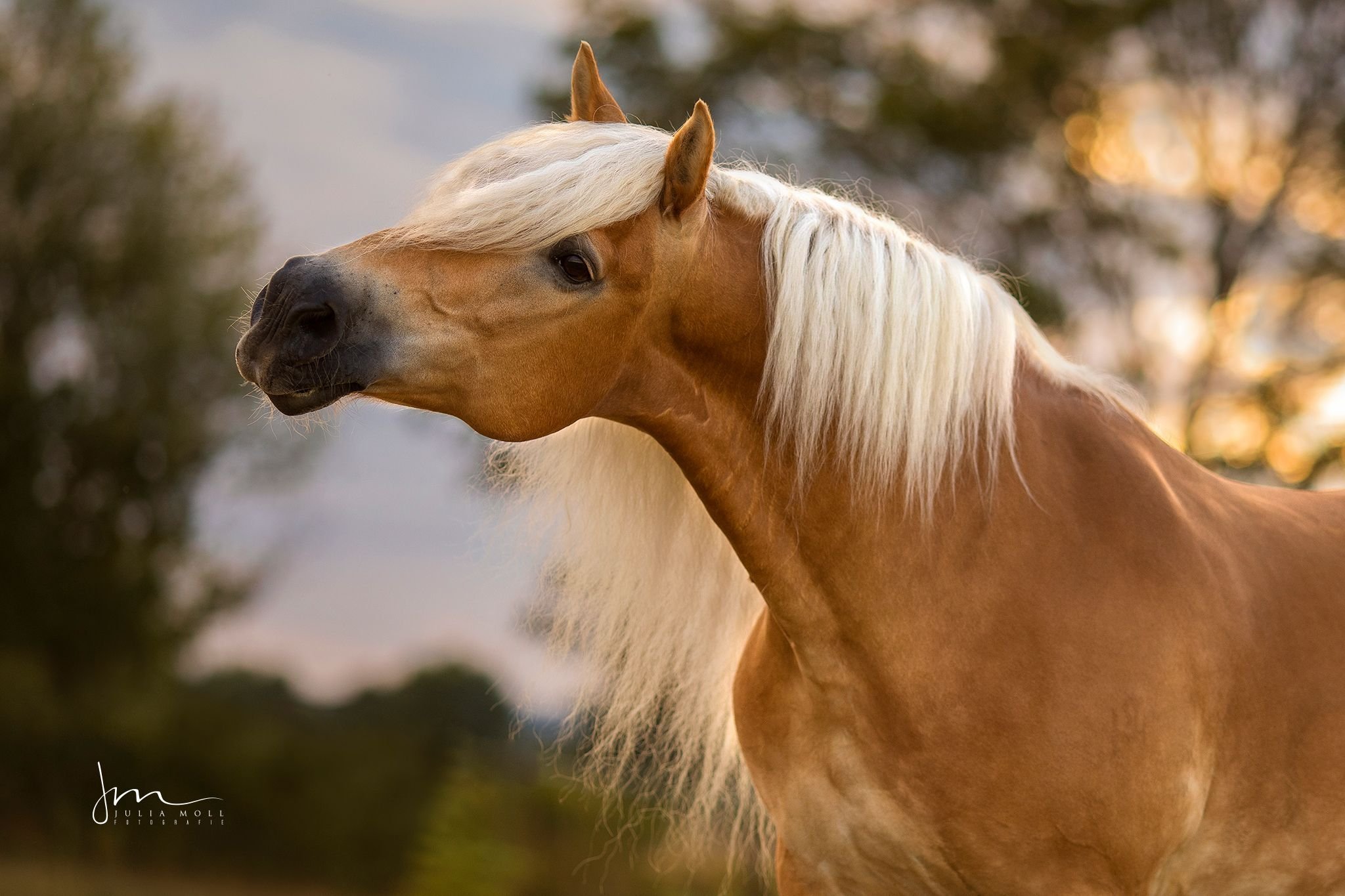 Порода лошадей хафлингер - 68 фото