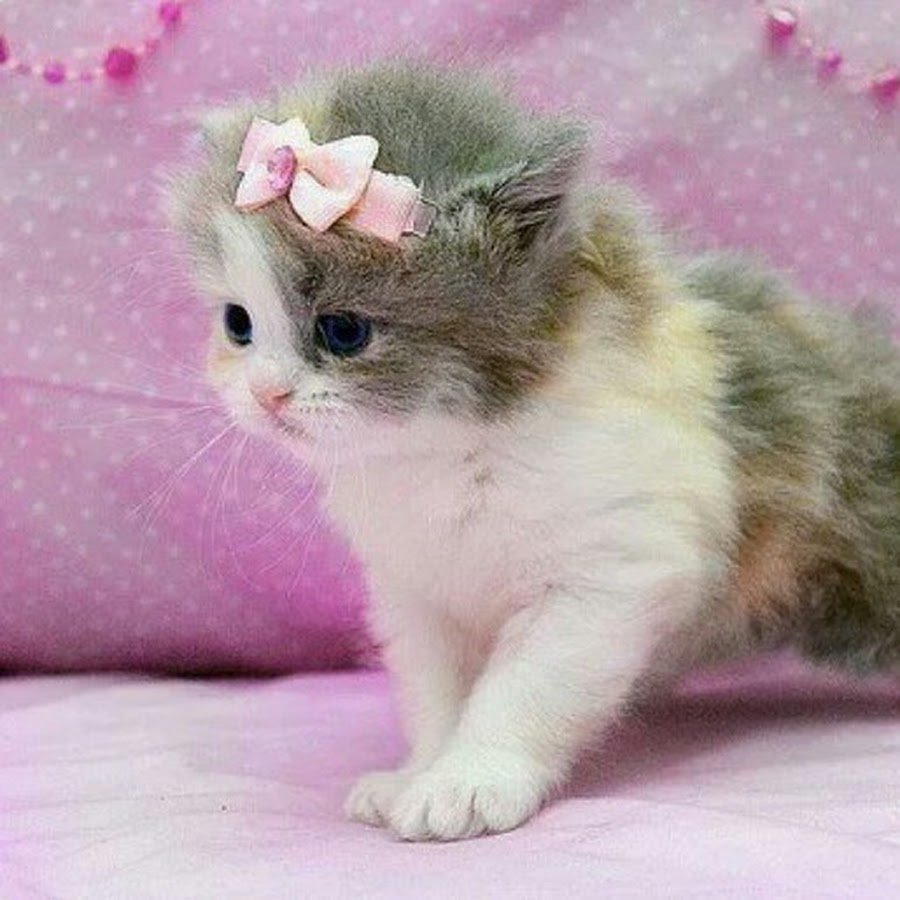 Маленький милый котенок