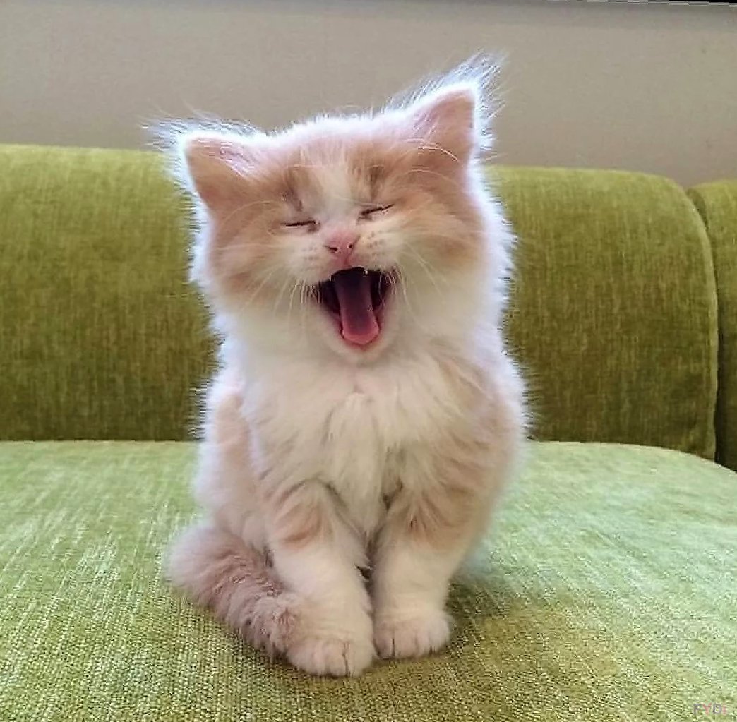 Забавные котята