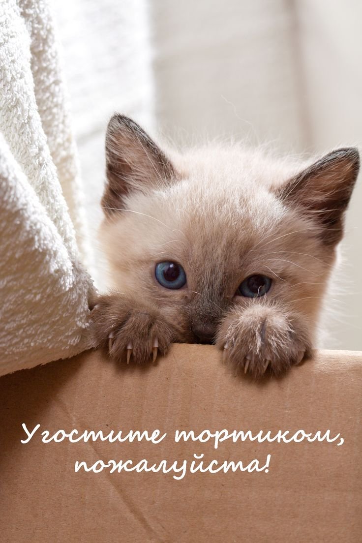 Милые котята с днем рождения
