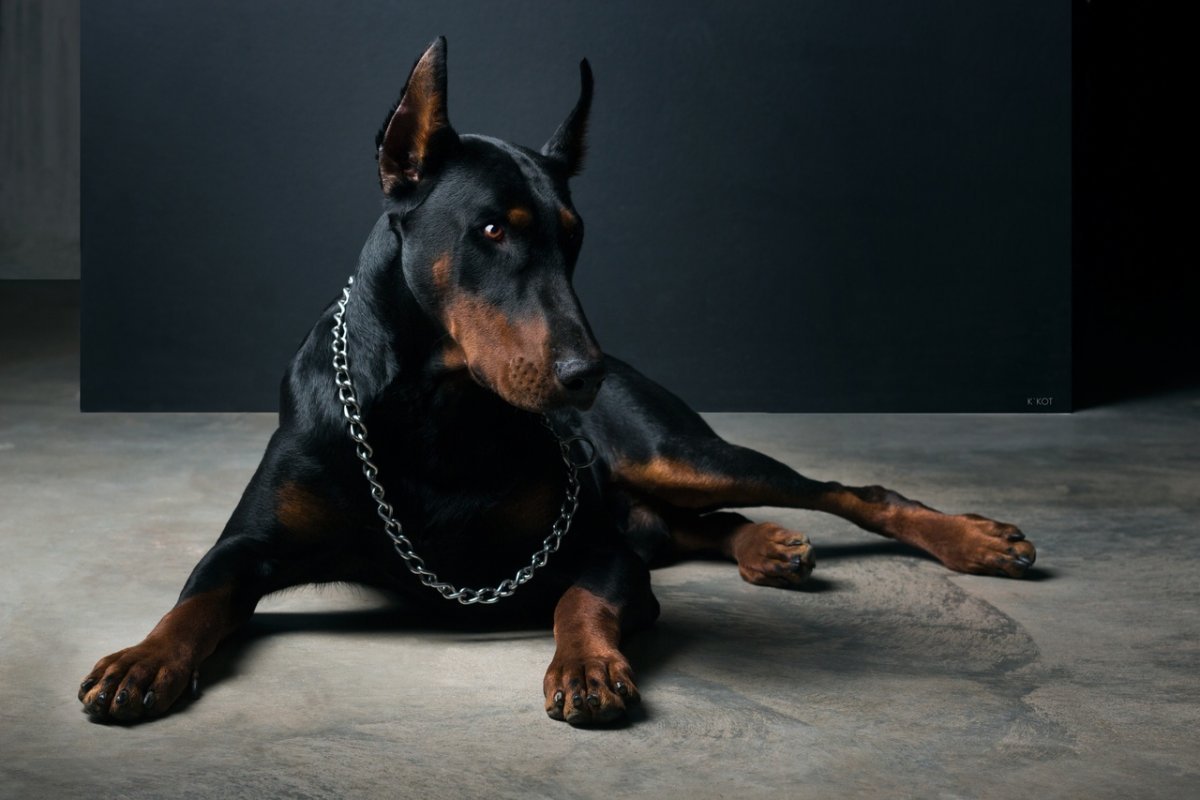 Черная злая собака - 73 фото