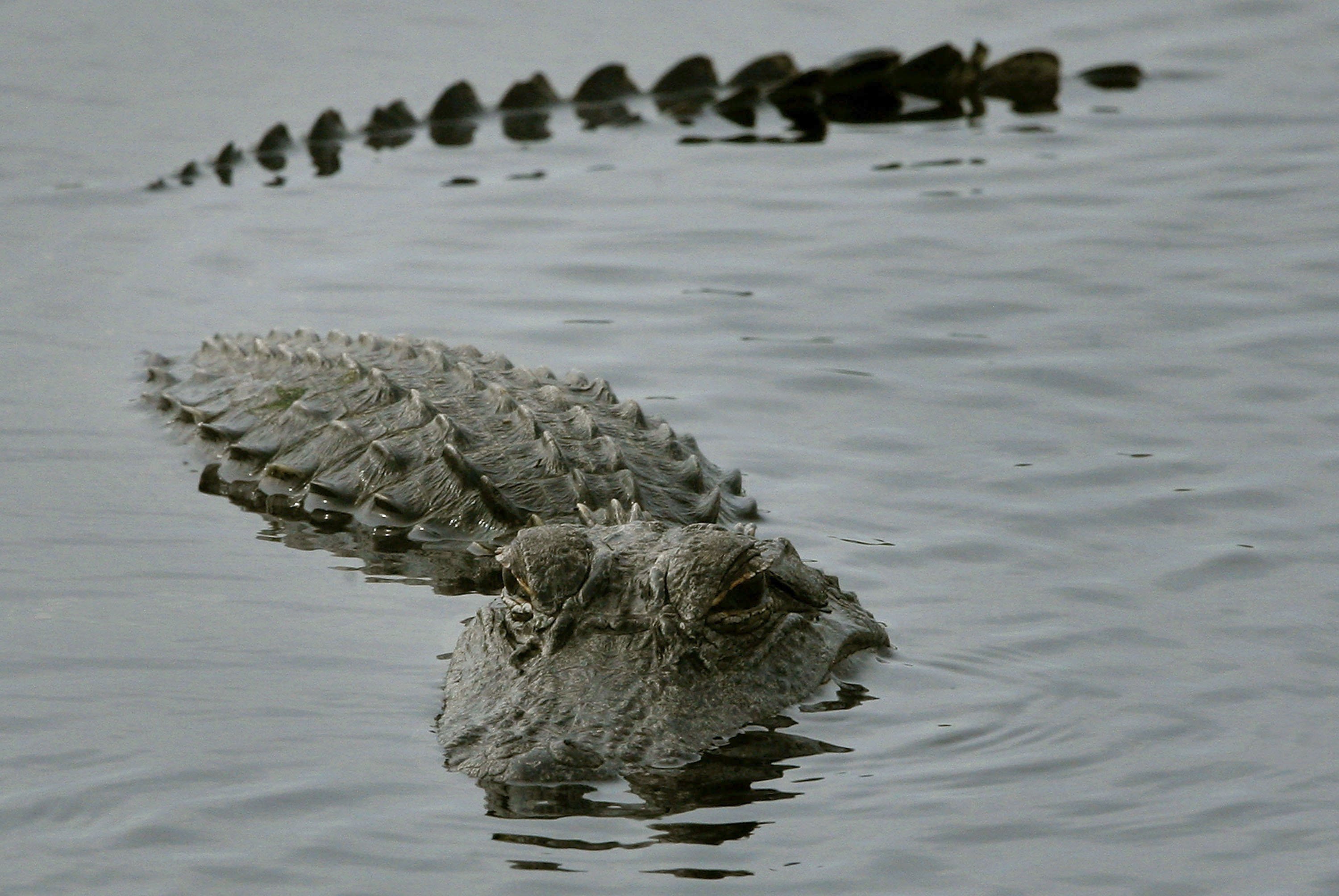 Крокодилы в соленой воде. Морской гребнистый крокодил. Гребнистый крокодил в море. Гребнистый крокодил глаза. Гребнистый крокодил и человек.