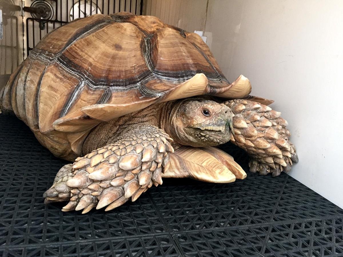 Мангровые болота крокодилы