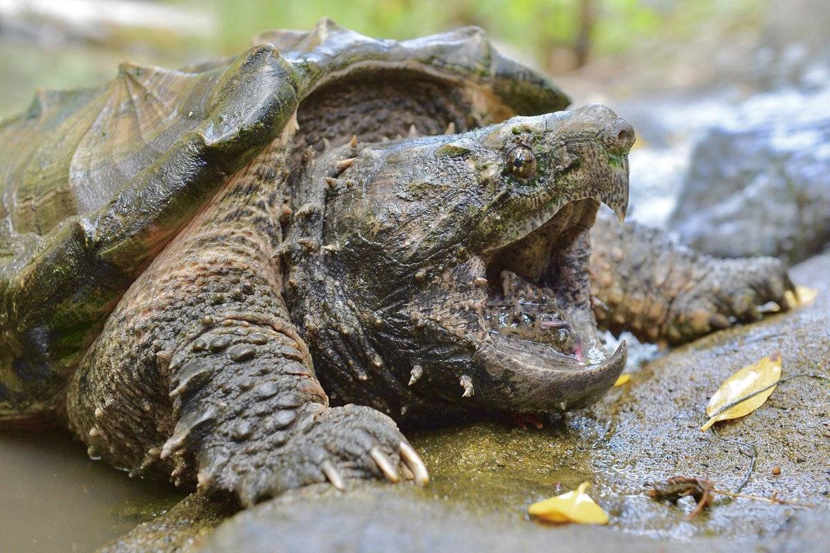 Крокодил под водой фото