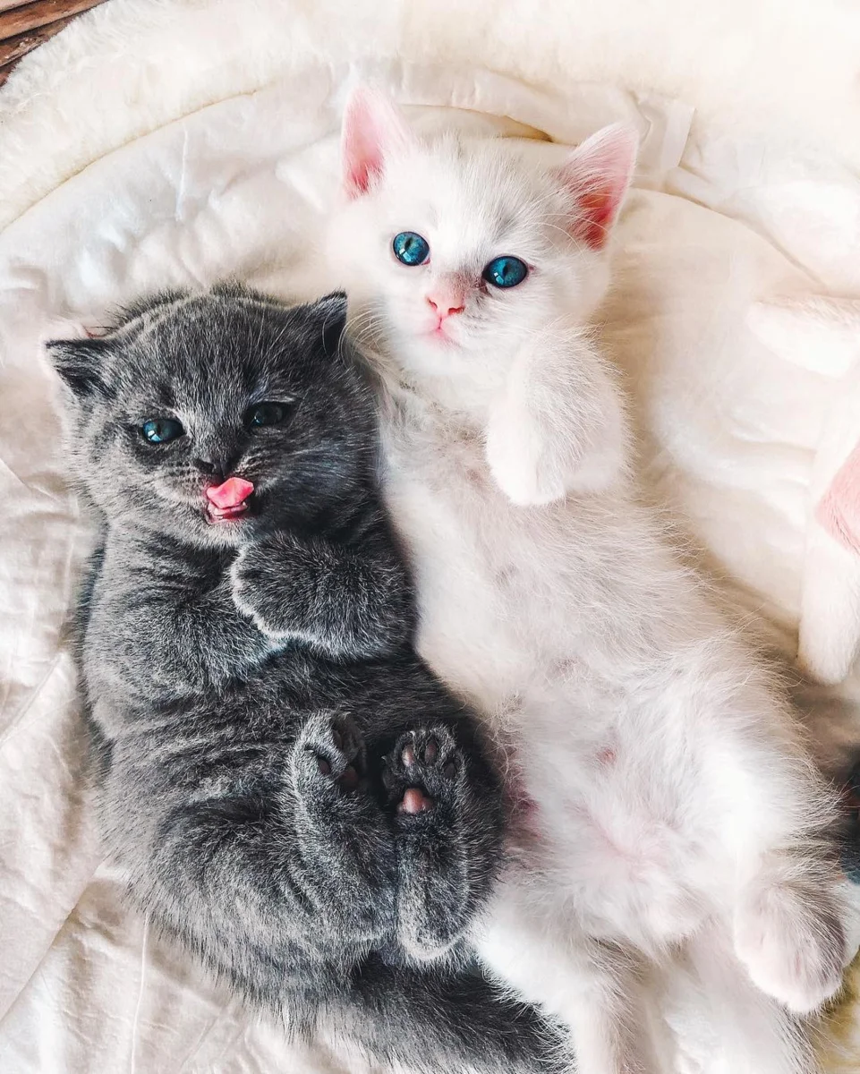 Котики большие и маленькие