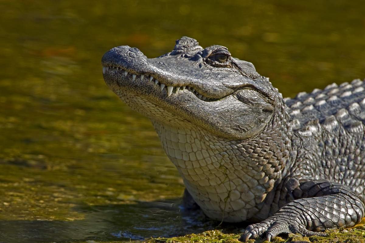 Крокодиловая черепаха