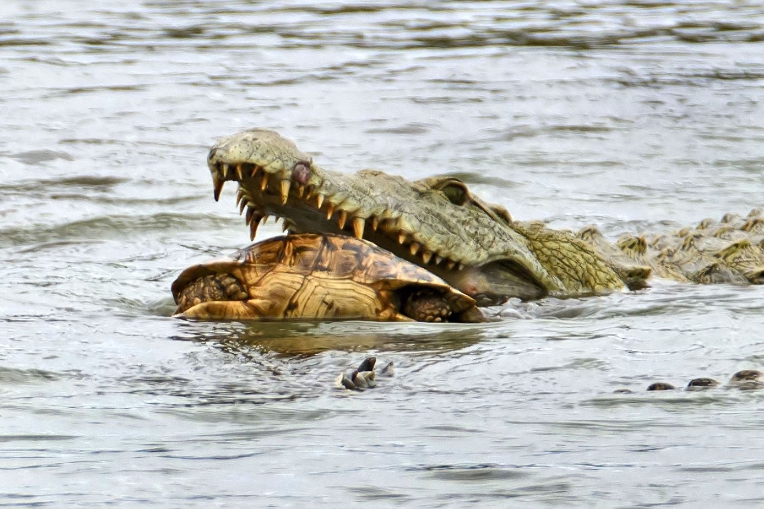 Зубы отсутствуют у черепах крокодилов. Морской гребнистый крокодил. Остров Рамри крокодиловая бойня. Гребнистый крокодил ест. Индонезия крокодил гребнистый.