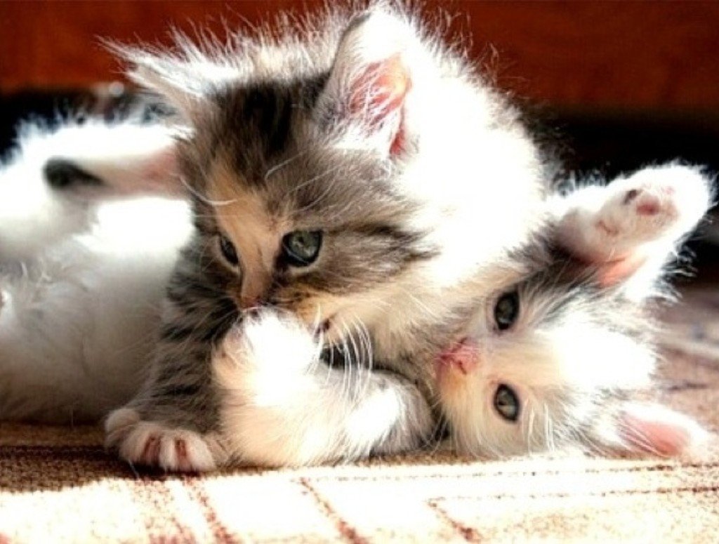Котята любовь