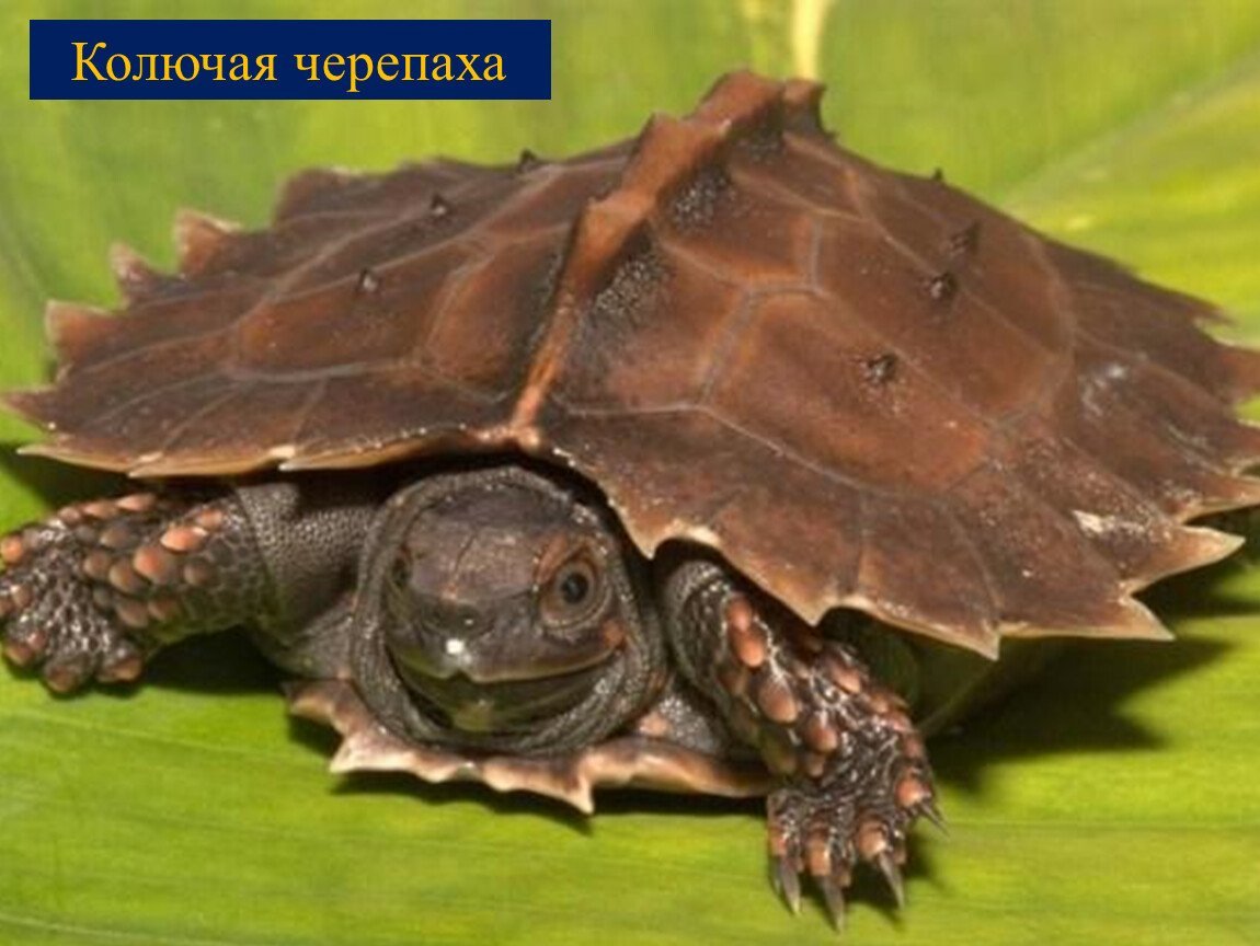 Крокодил плывет