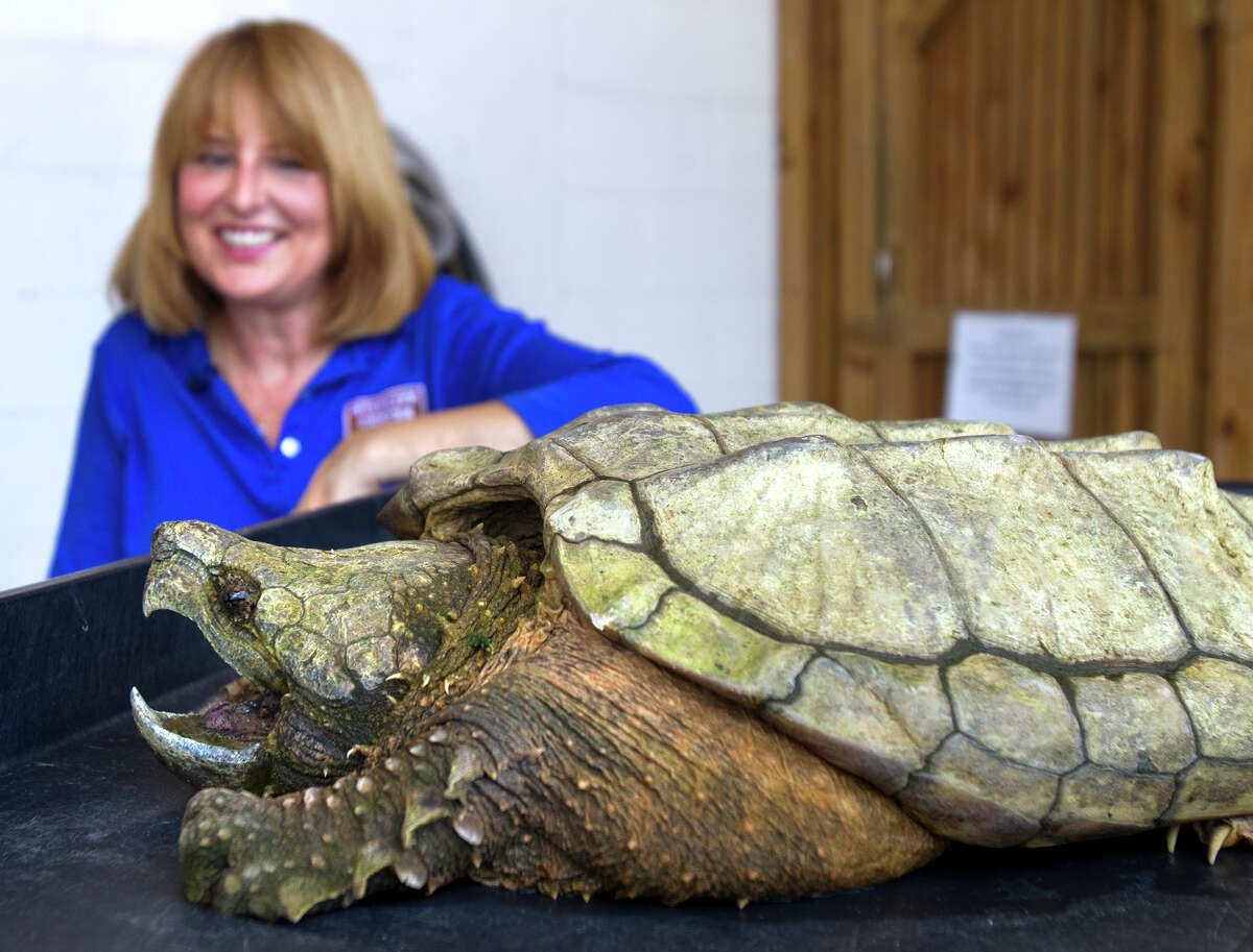 Гладколобый Кайман Шнайдера