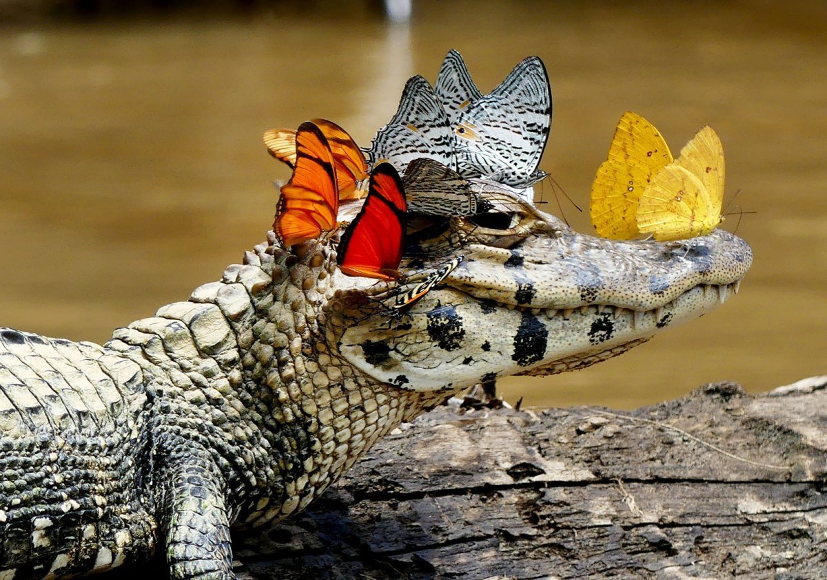 Веселый крокодил