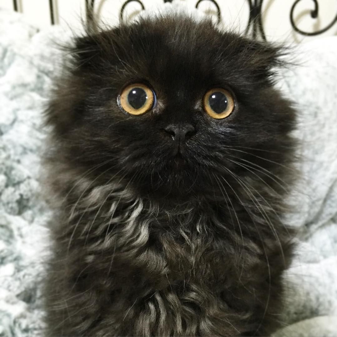 Шотландский вислоухий кот с ушами