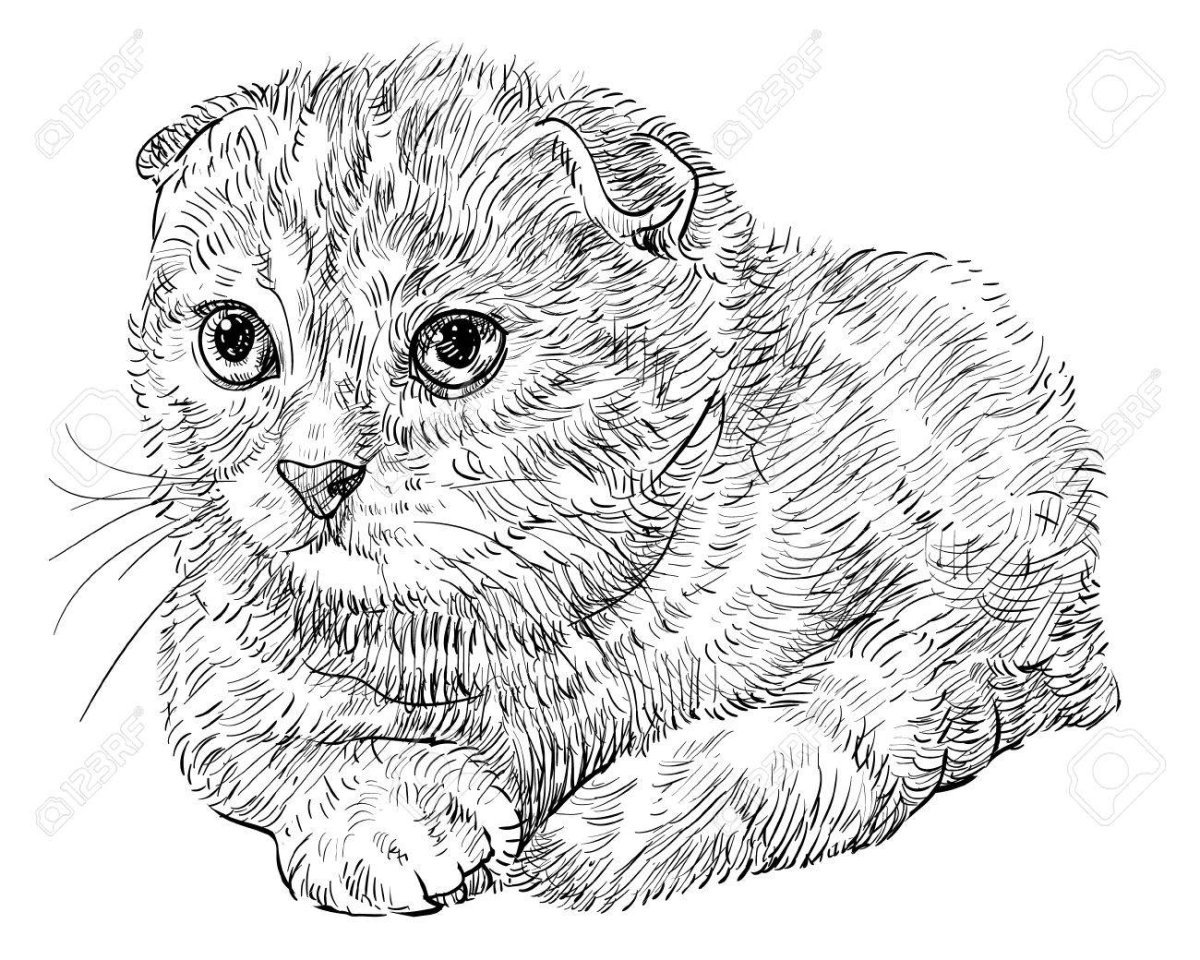 Шотландский скоттиш фолд рыжий