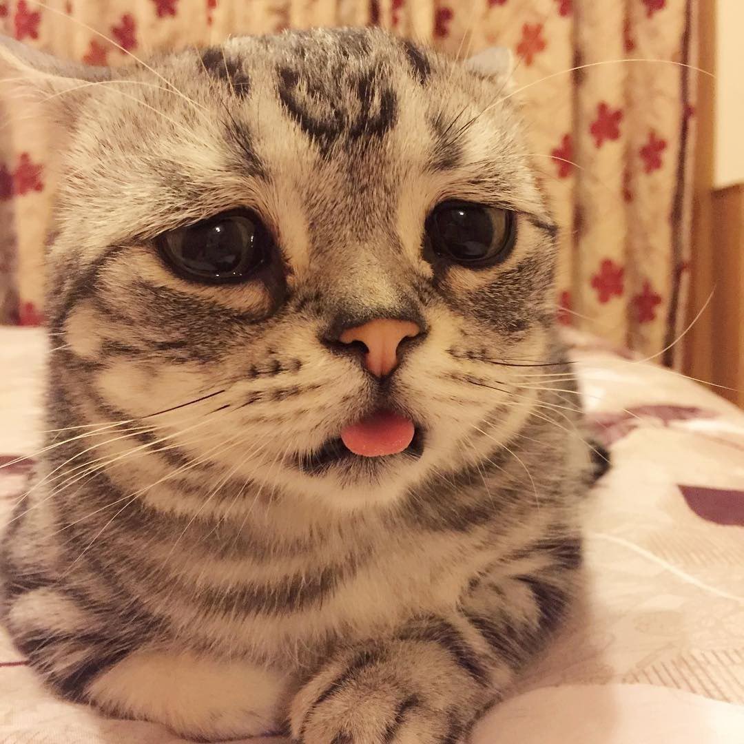 Кот британец вислоухий серый