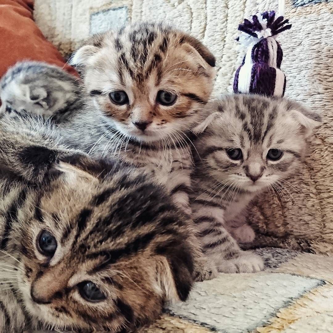 Кошки полувислоухие