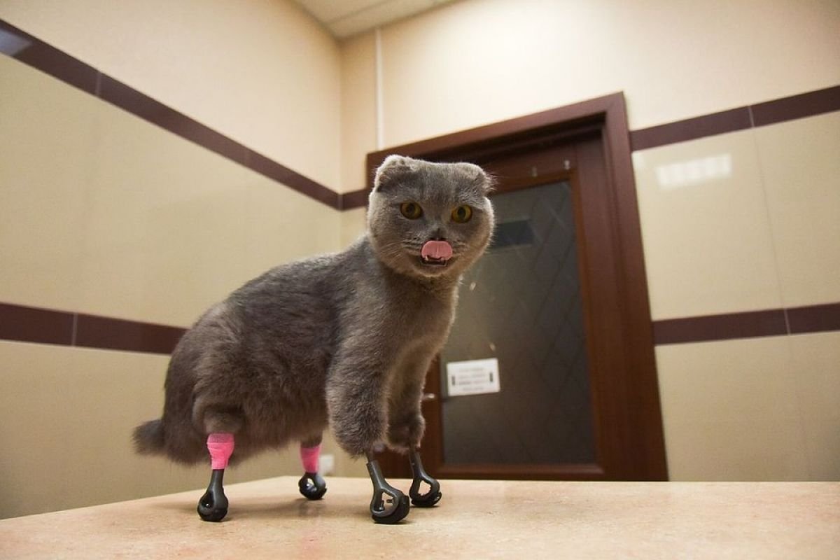 Скоттиш фолд лиловый