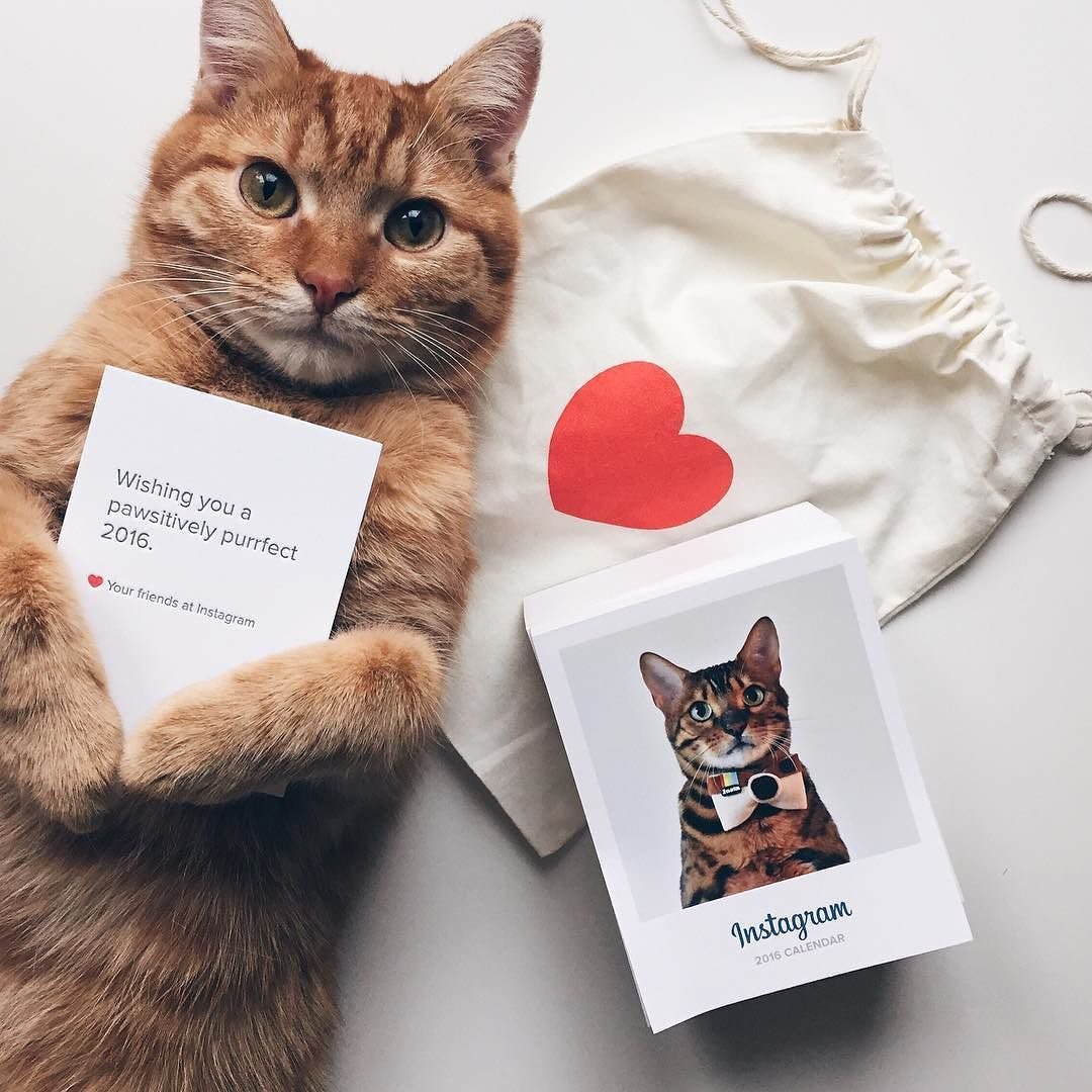 Котенок с красивыми глазами