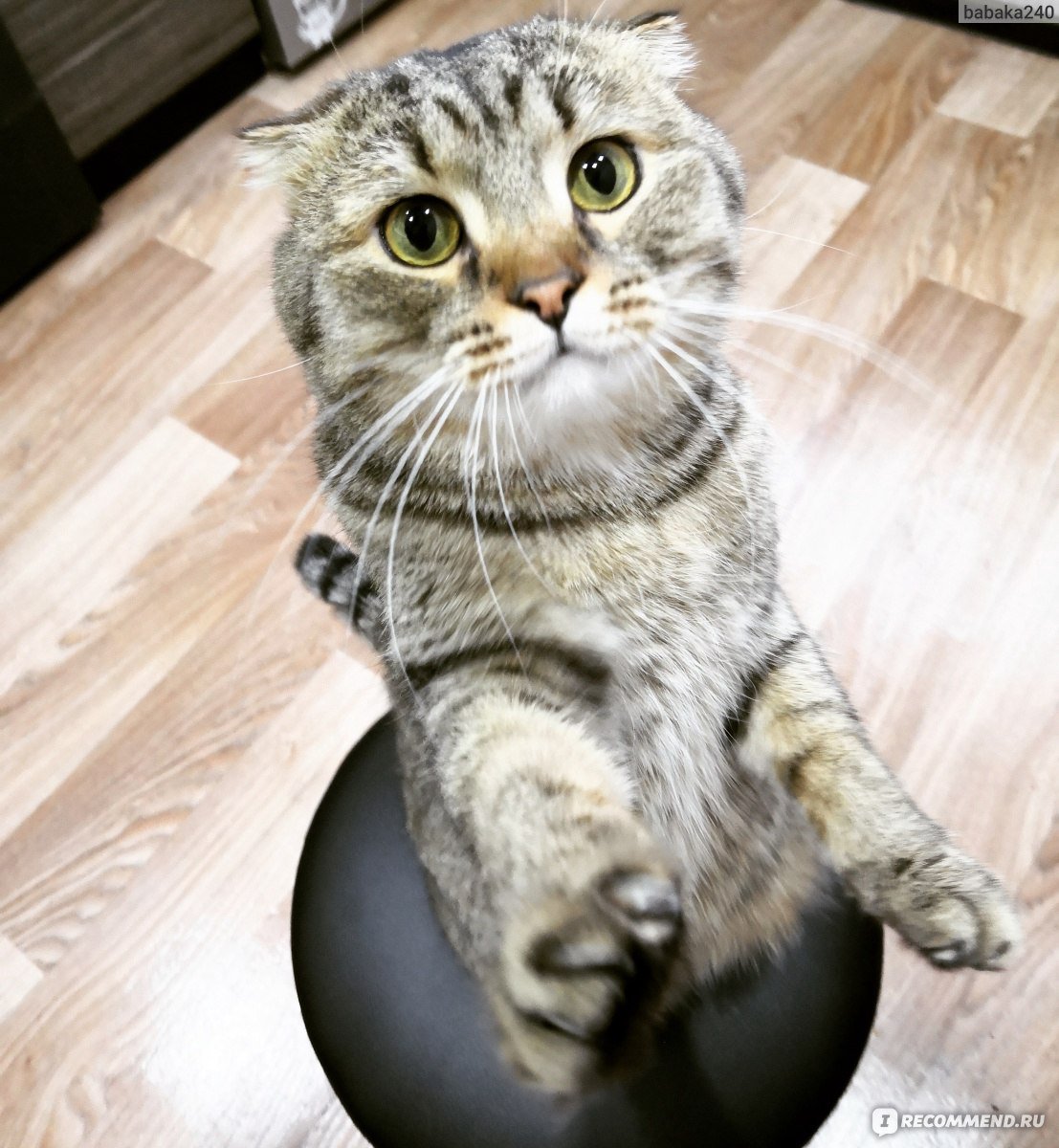 Кошка для инстаграма