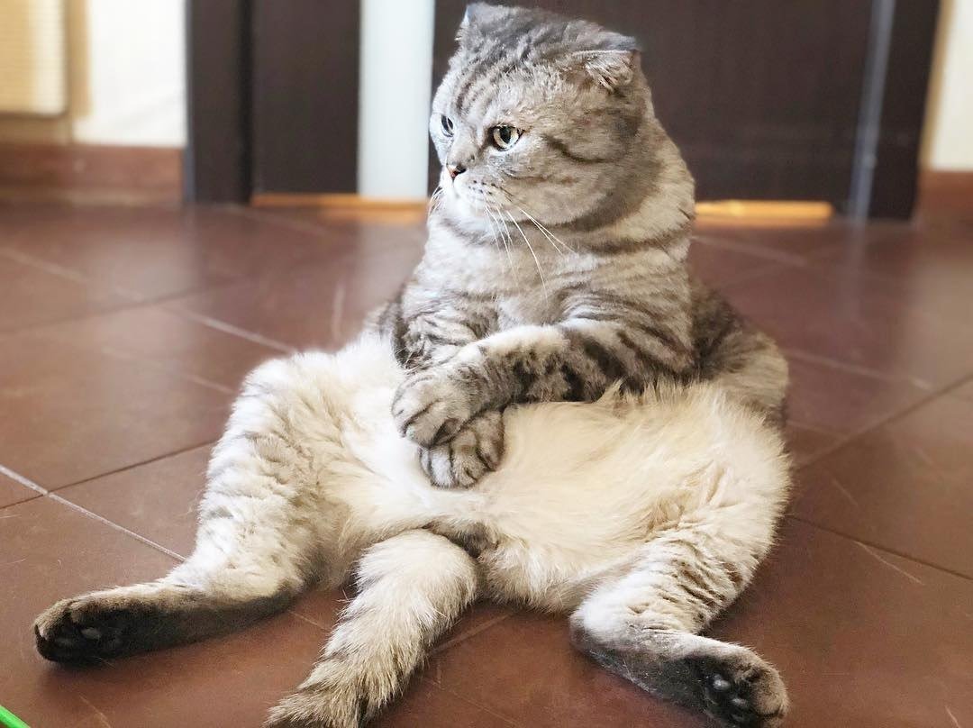 Шотландские кошки вислоухие кремовый табби