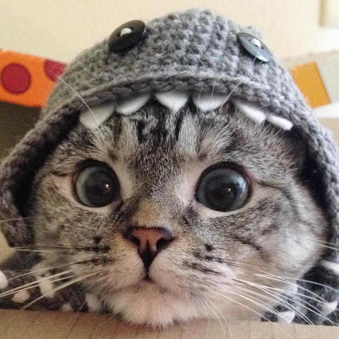 Животные с кошачьими мордами