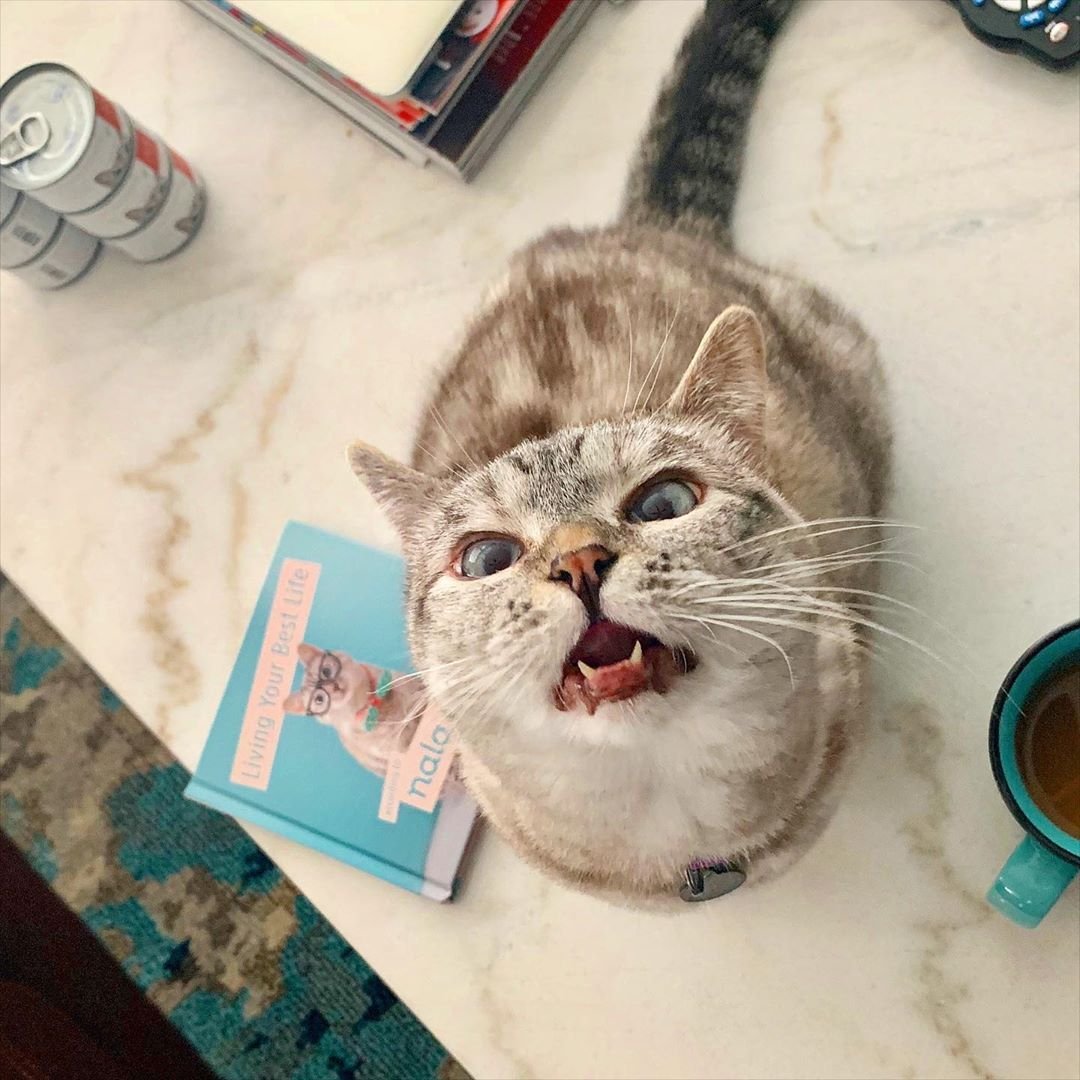 Скоттиш фолд котята