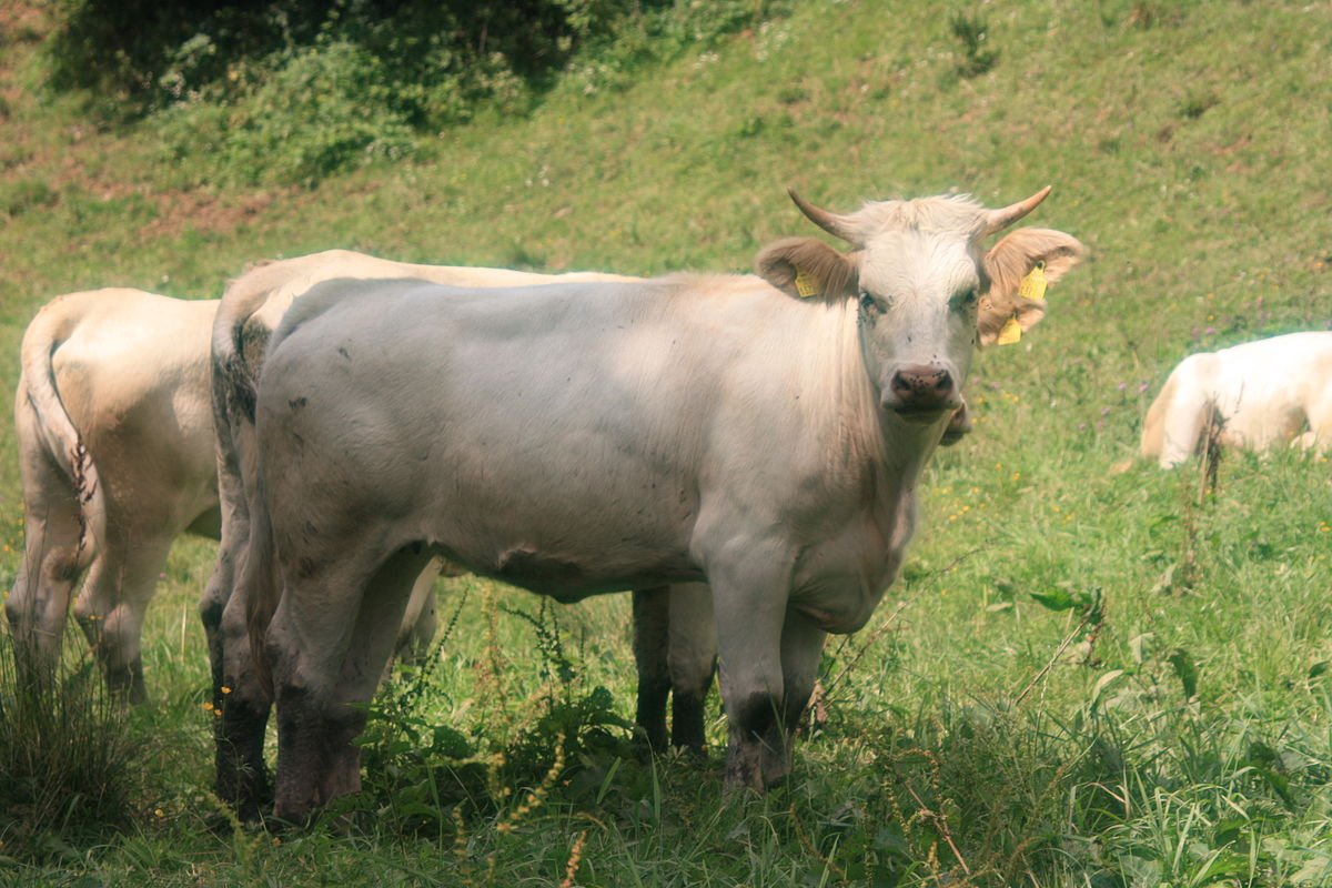 Каринтийская белая