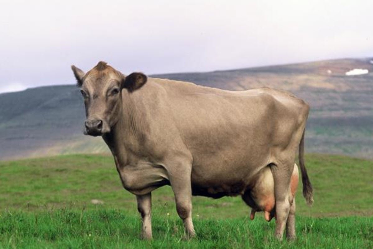 Исландские коровы