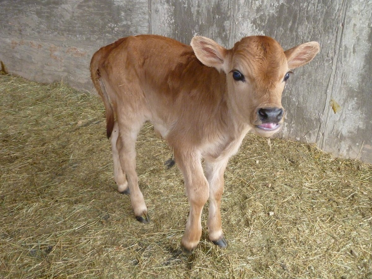 Бычок маленький