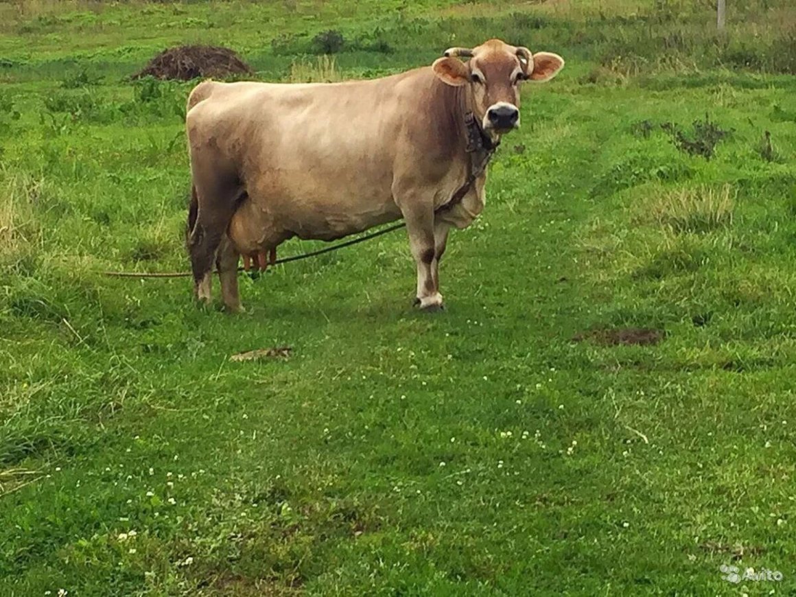 Бурая швицкая порода коров