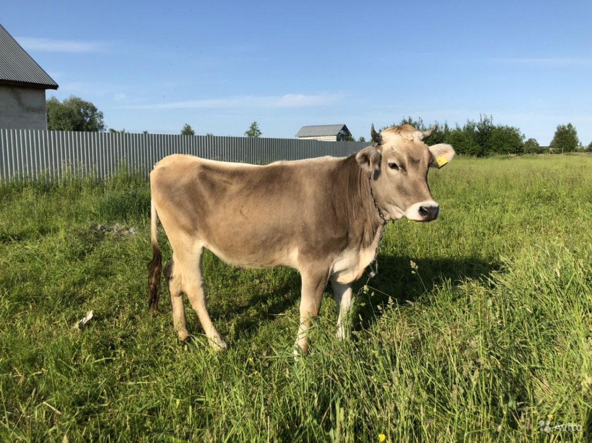 Бурая швицкая порода