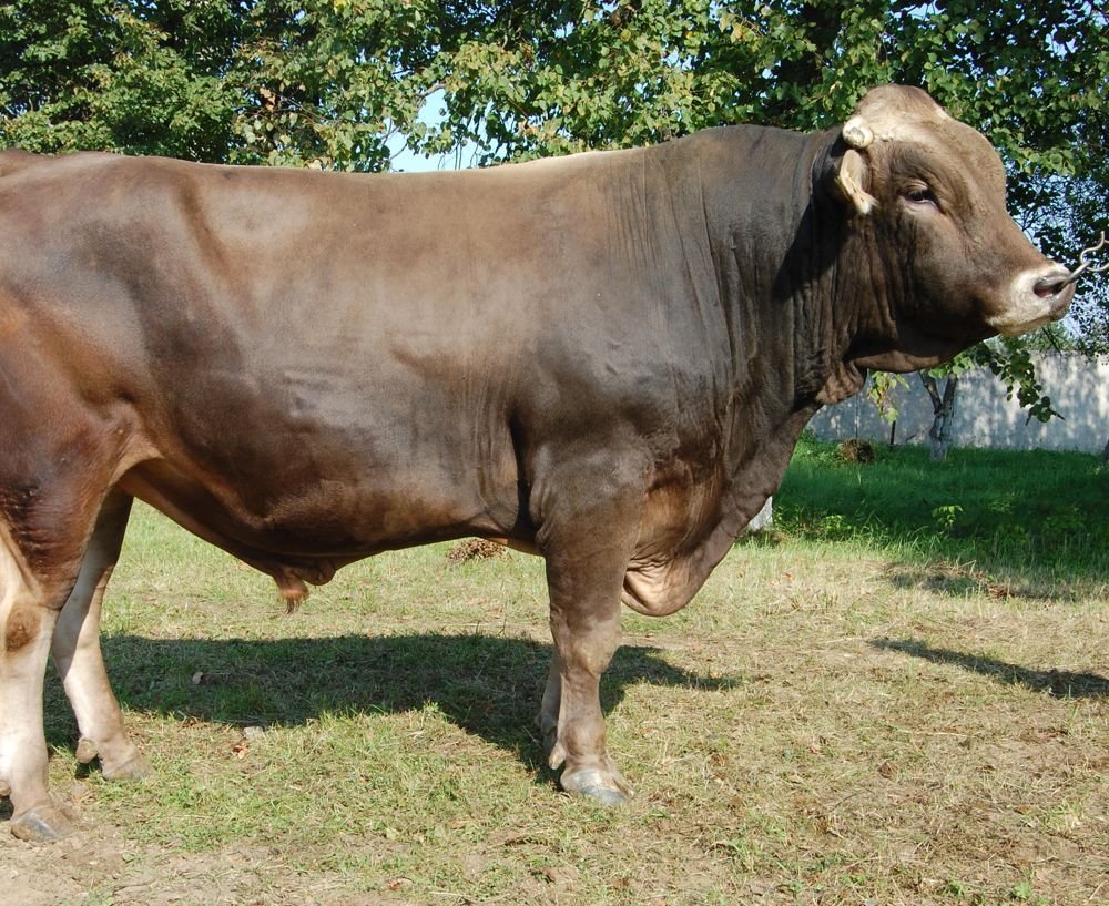 Бурая швицкая порода