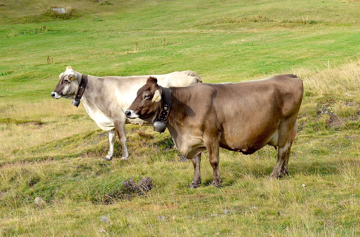 Браун швицкая порода коров
