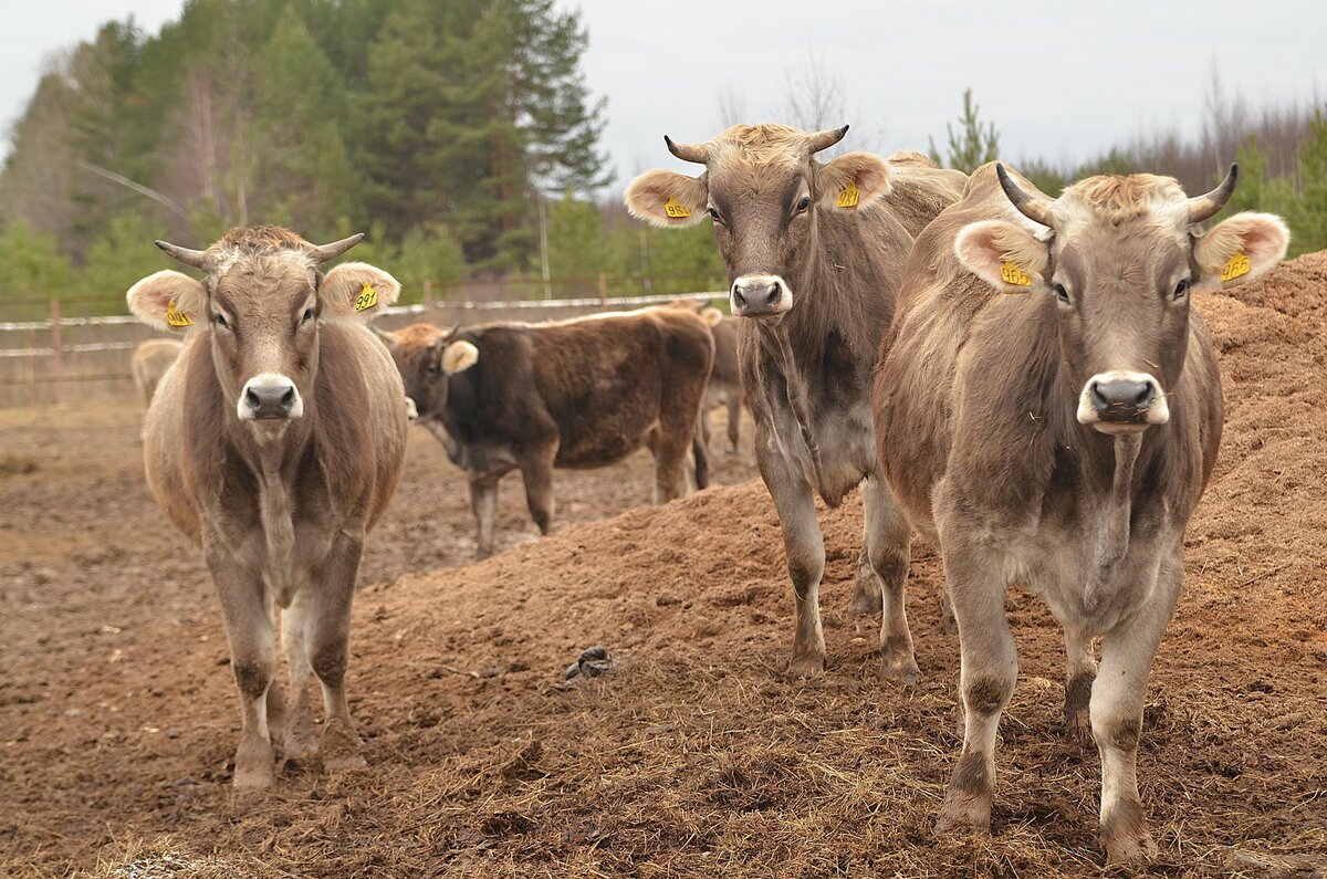 Корова бурая швицкая