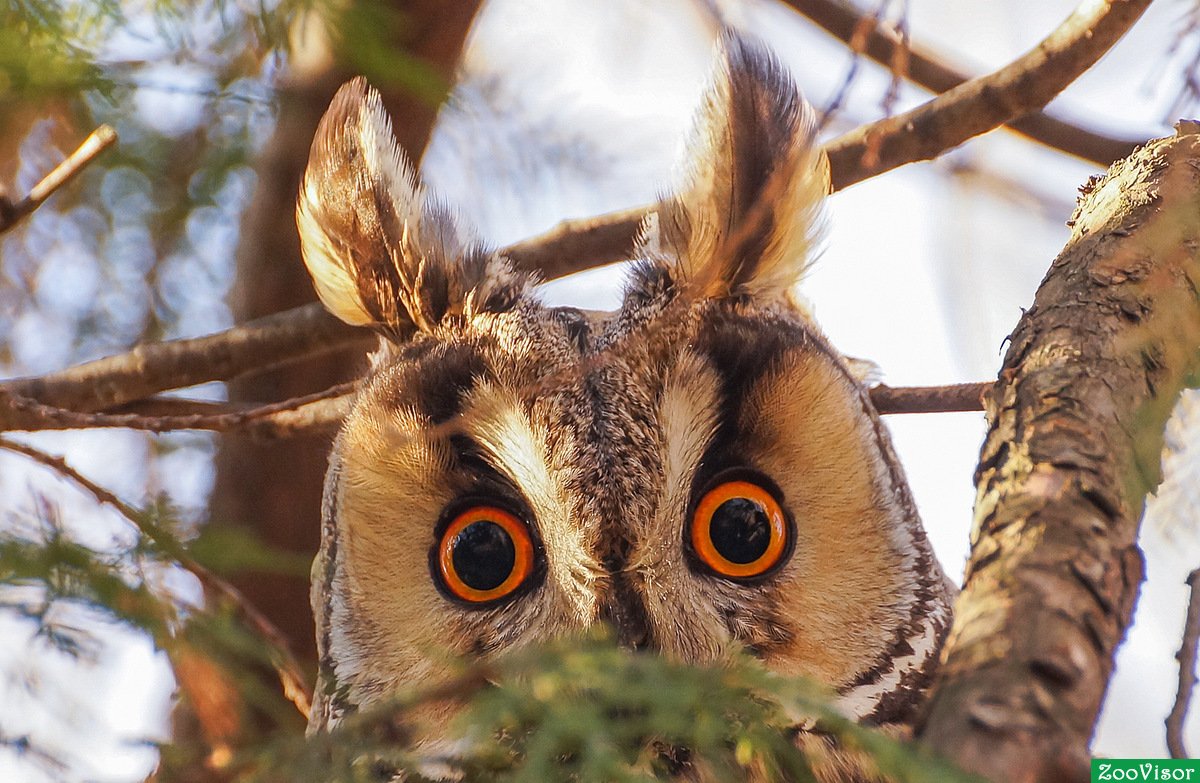 Ушастая Сова