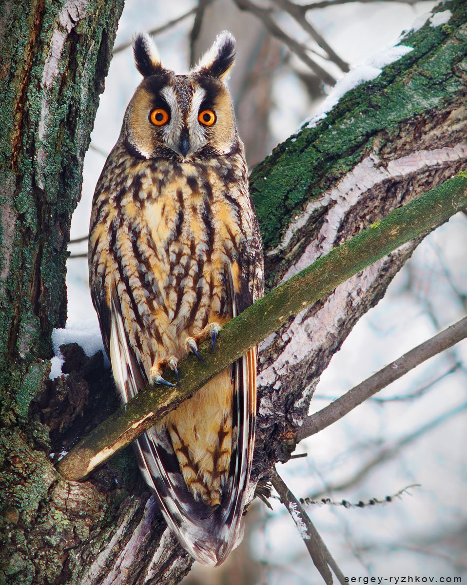 Фотопортрет животных