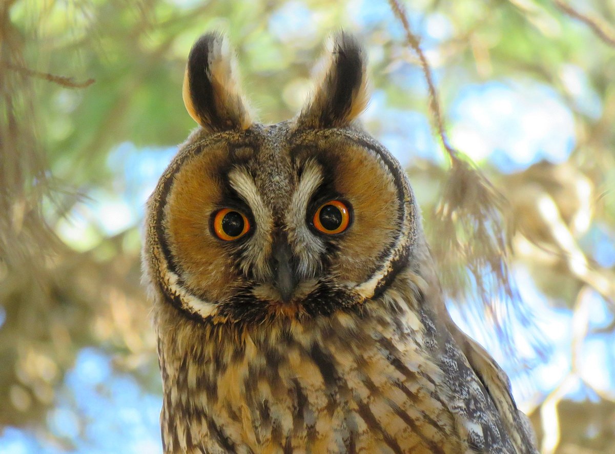 Африканская ушастая Сова