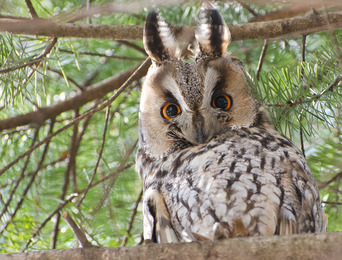 Центральноамериканская ушастая Сова