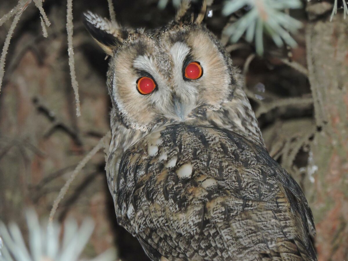 Ушастая Сова птенец