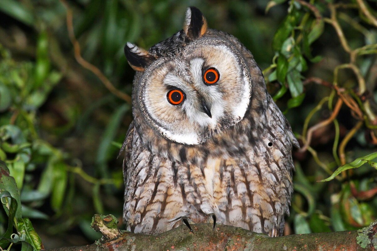 Ночные Совы птицы домовитые