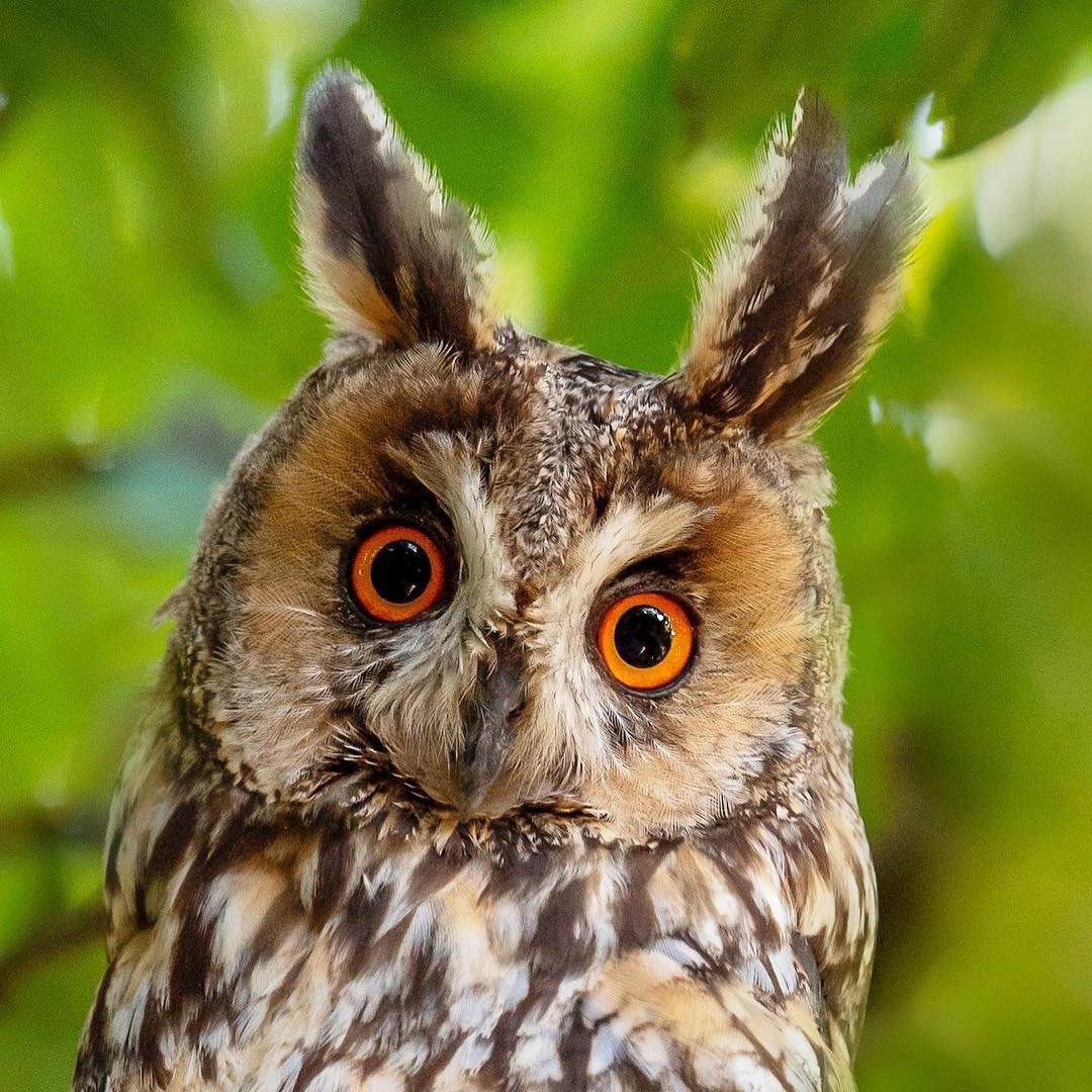 Семейство сов