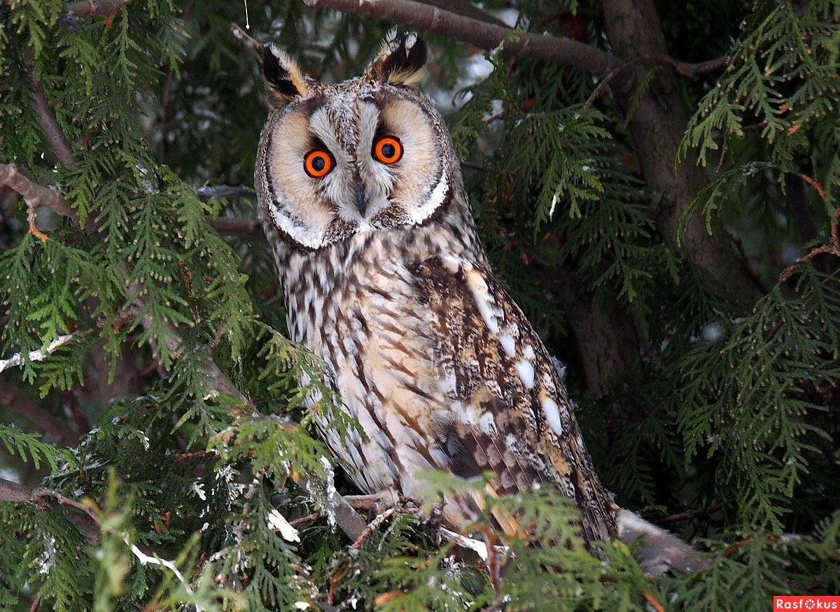 Ушастая Сова