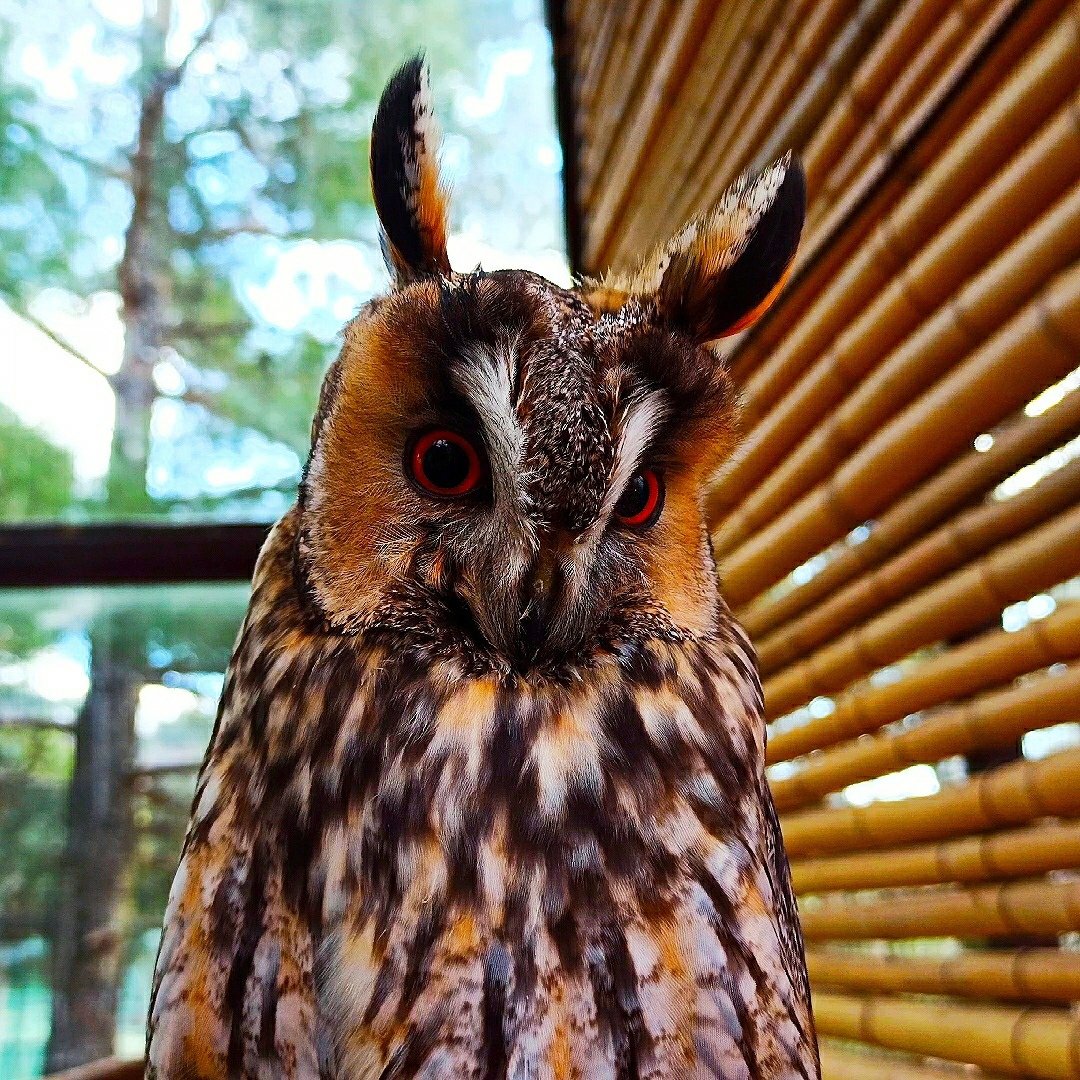 Полярная ушастая Сова