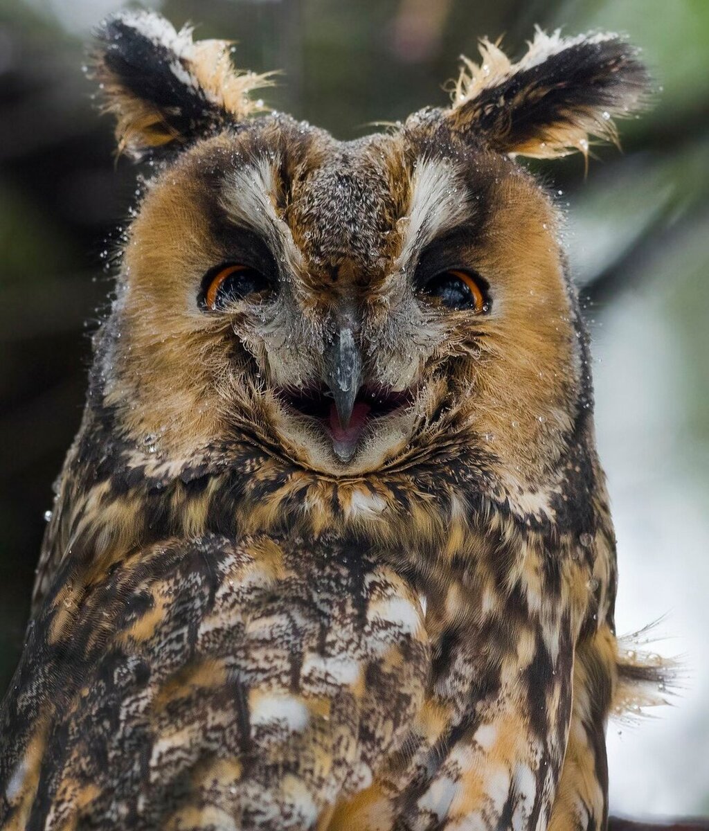 Евразийский Филин