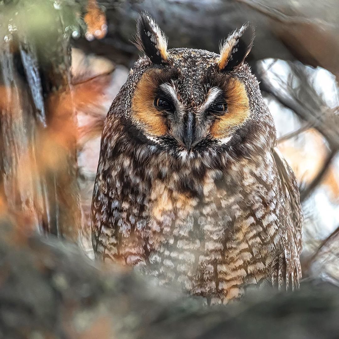 Совообразные ушастая Сова