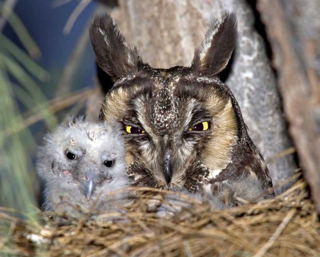 Ушастая Сова в Ленинградской области