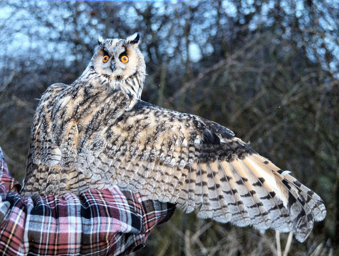 Филин в тайге