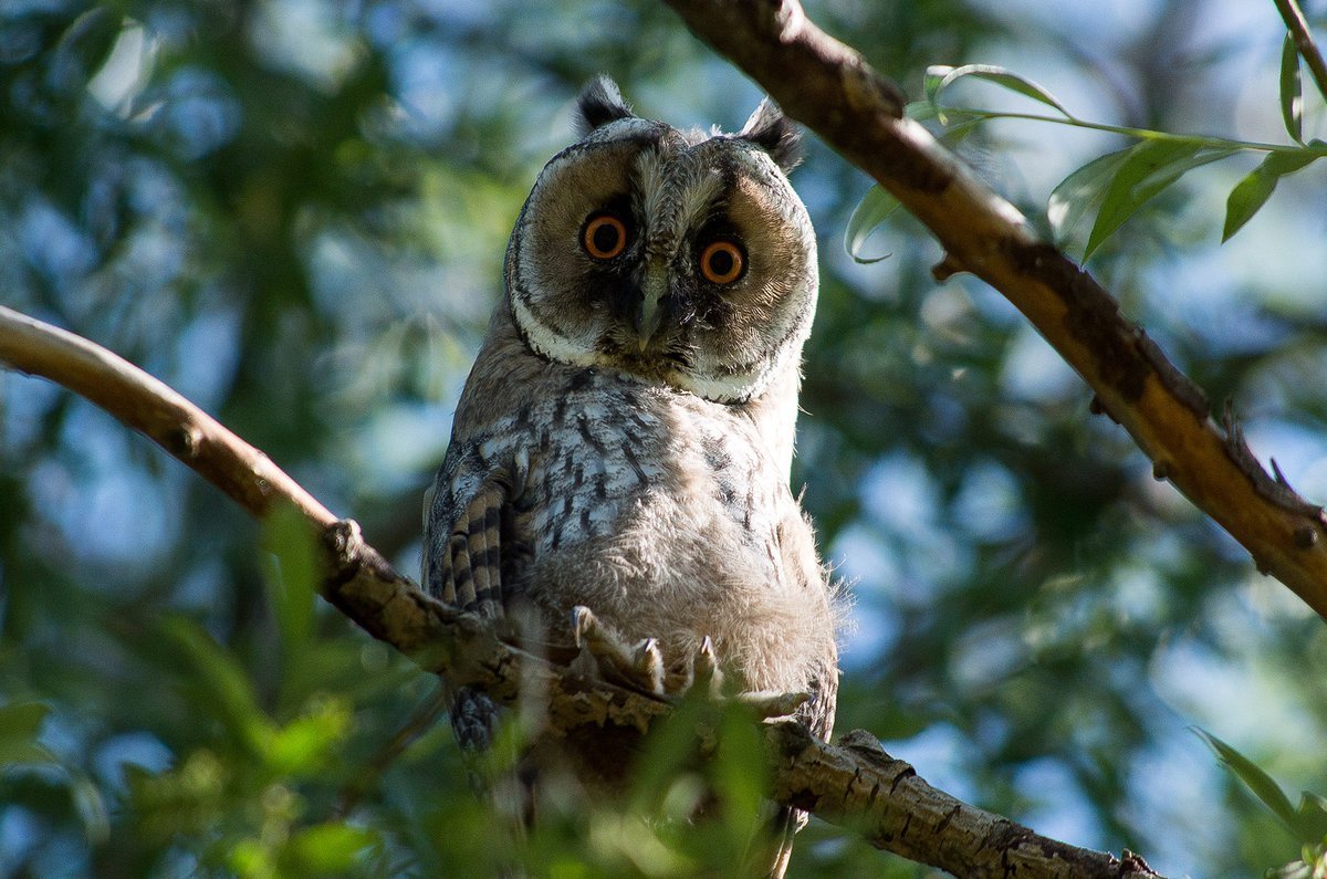 Африканский Филин