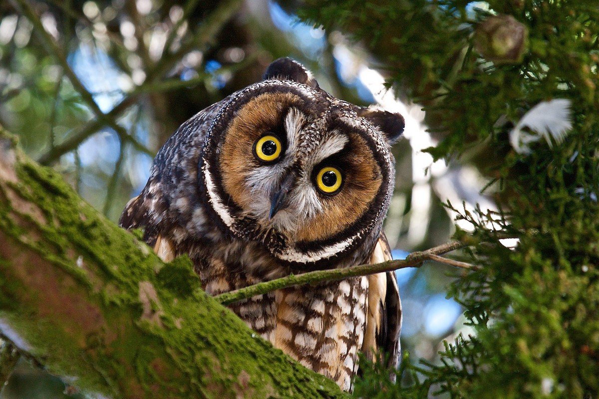 Угрожающая поза Совы